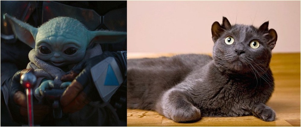  
Chú mèo có ngoại hình khá giống với nhân vật Yoda cùng tên trong Star Wars. Ảnh: Daily Mail