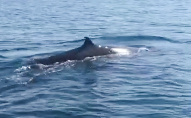  
Hình ảnh được cho là cá voi, xuất hiện tại biển Quảng Nam. (Ảnh: Chụp màn hình)