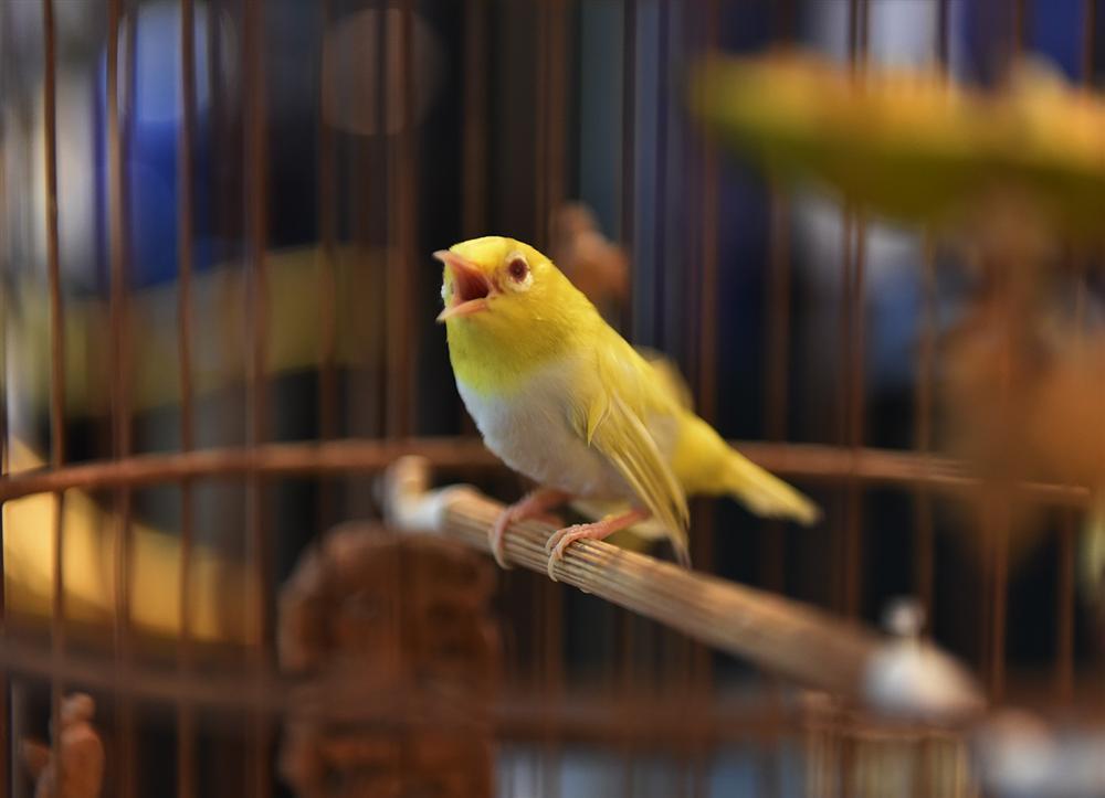 Chú chim hoàng khuyên đột biến với lông vàng óng mượt bắt mắt, hót rất hay. (Nguồn: Dân trí)