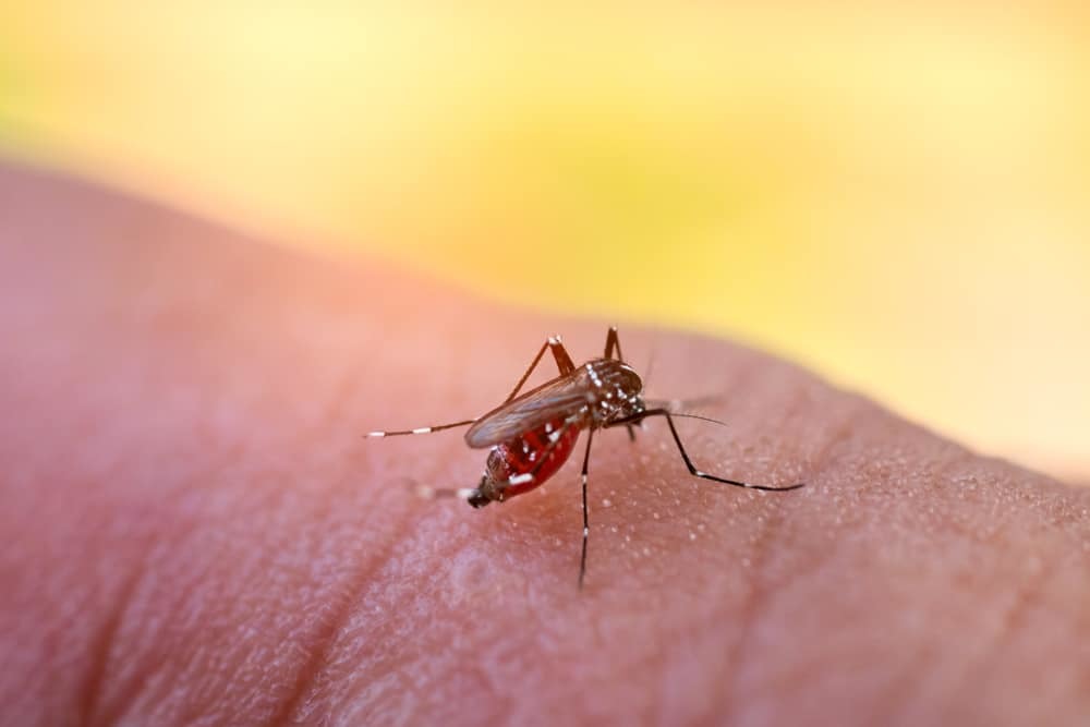 
Muỗi là nguyên nhân chính gây nên bệnh sốt xuất huyết ở người. (Ảnh: Twitter)