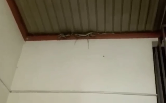  
Cả đàn rắn dễ đến chục con đang bò trên trần nhà. Ảnh: Chụp màn hình