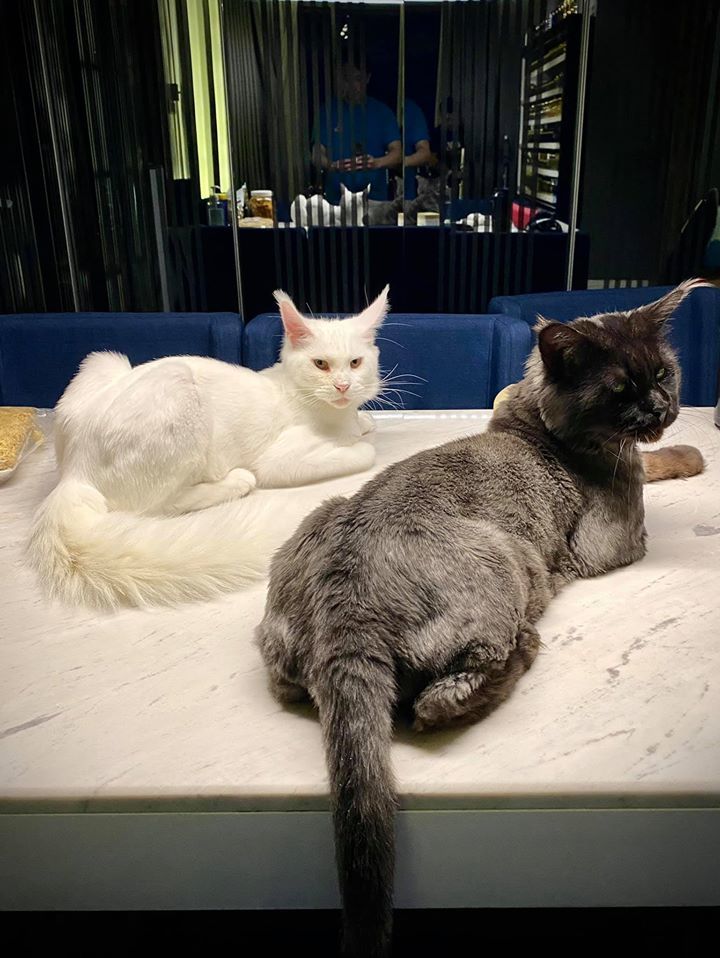  
Hai chú mèo A Xìn đang nuôi (Ảnh: FBNV)
