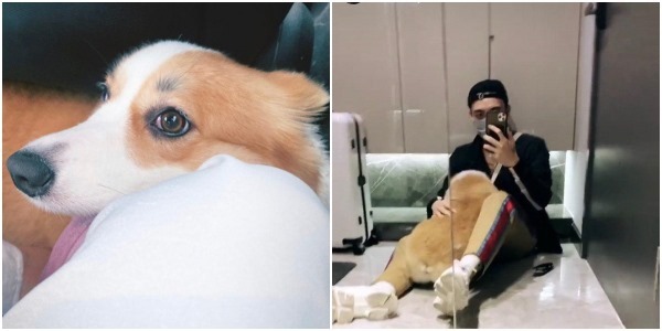  
Cũng chú chó xuất hiện trên Instagram của Soobin Hoàng Sơn... (Ảnh: Chụp màn hình)