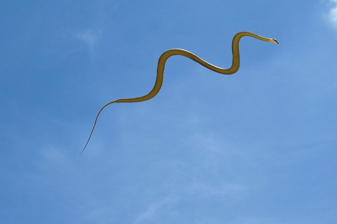  
Khi 1 con rắn Chrysopelea paradise bay trên không trung. 
 
Rắn bay thiên đường khi nhìn gần cũng chỉ như những loài rắn bình thường khác thôi. 