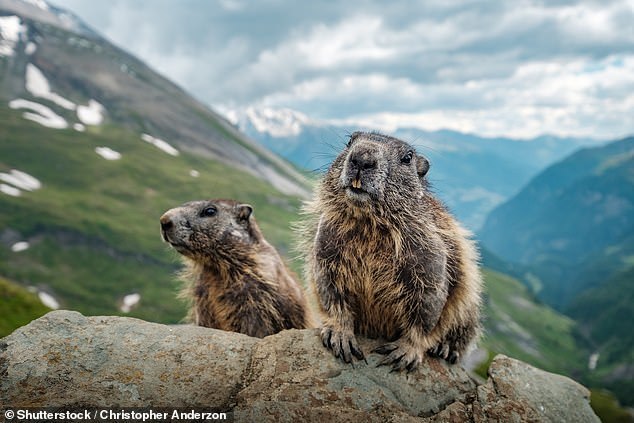  
Hình ảnh của loài sóc marmot (Ảnh: Daily Mail)