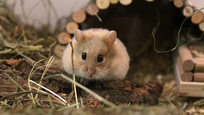  
Hamster dễ thương là loài gặm nhấm cỡ nhỏ được thuần hóa từ rất lâu để làm thú cưng cho con người (Ảnh: Pinterest)