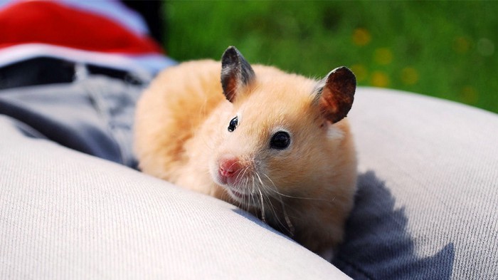  
Những chú chuột Hamster có vẻ ngoài dễ thương và hiền lành (Ảnh: Pinterest)