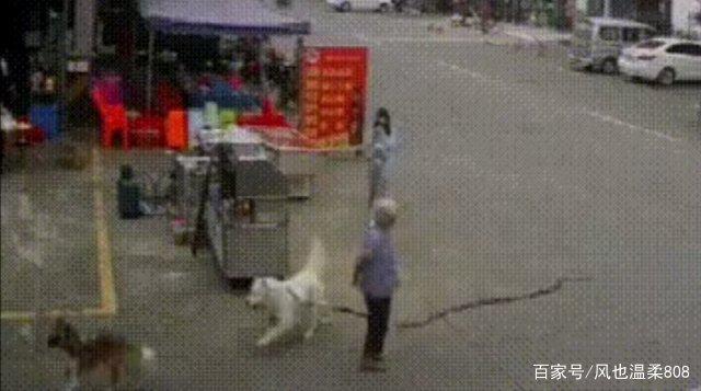  
Chú chó trắng chạy qua khi bà cụ đang đứng trên đường. (Ảnh cắt từ clip)
