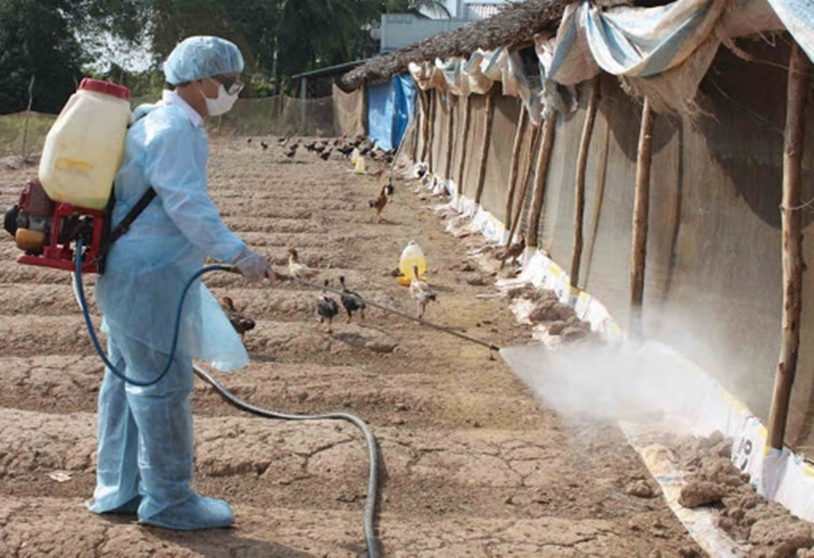  
Nhân viên thú ý phun khử trùng chuồng trại để phòng dịch cúm H5N6 (Ảnh: Pháp luật dân sinh)