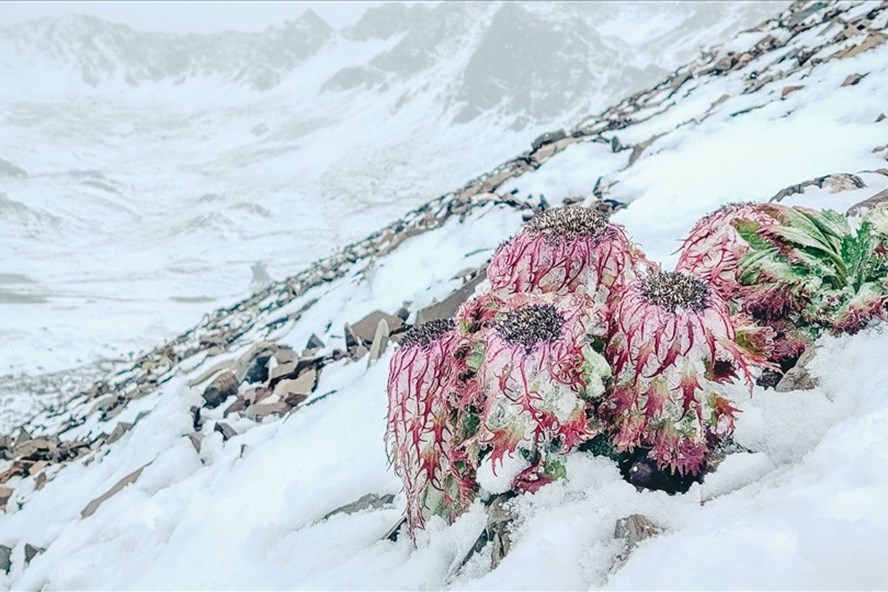  
Tuyết bất ngờ rơi ngay giữa mùa hè tại Khu Bảo tồn thiên nhiên Núi tuyết Baima, tỉnh Vân Nam. (Ảnh: CGTN)