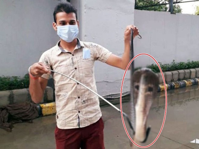  
Rắn hổ mang được bắt tại nhà ga tàu điện ngầm Saket Metro Depot ở Ấn Độ. (Ảnh: Thanh Niên)