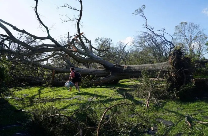  
Nhiều cây cổ thụ bị gió bão quật ngã. (Ảnh: Reuters)