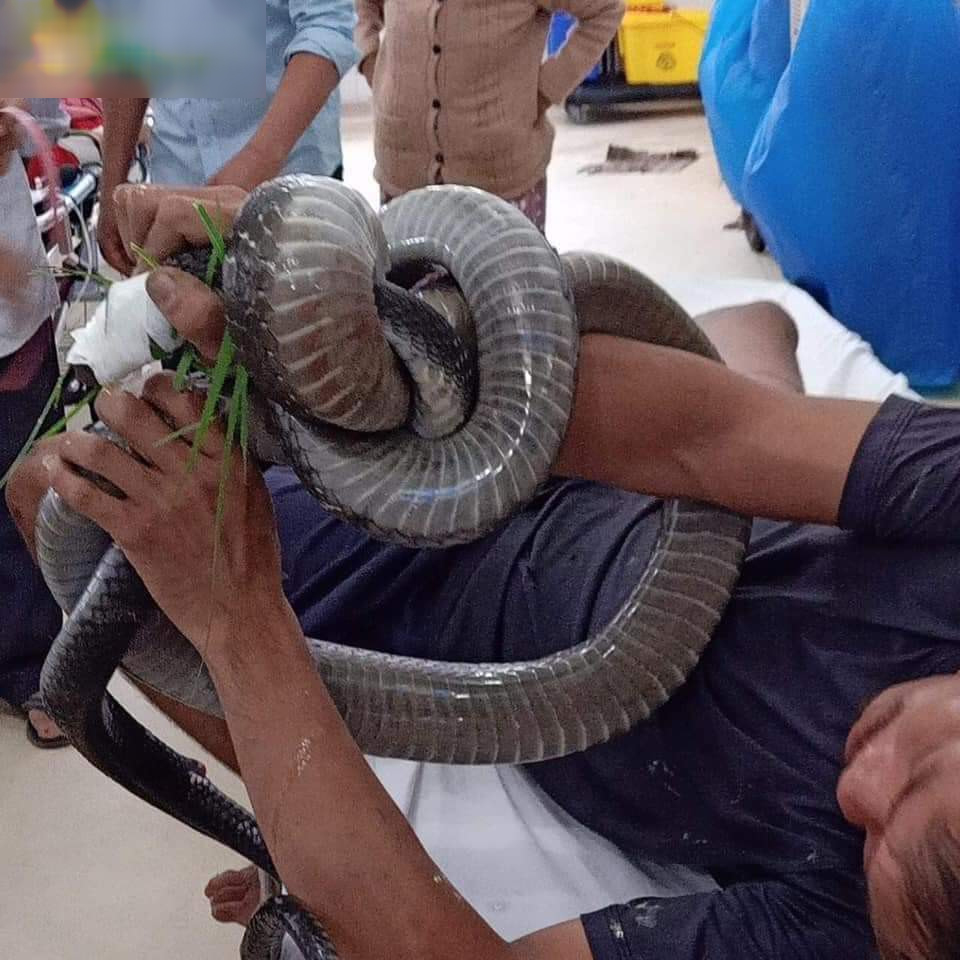  
Con rắn khổng lồ quấn chặt vào tay của người đàn ông. Ảnh: FB KSC
