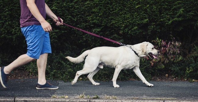  
Khi đã may mắn thì cho chó đi dạo cũng có thể đổi đời. (Ảnh minh họa: Pinterest)