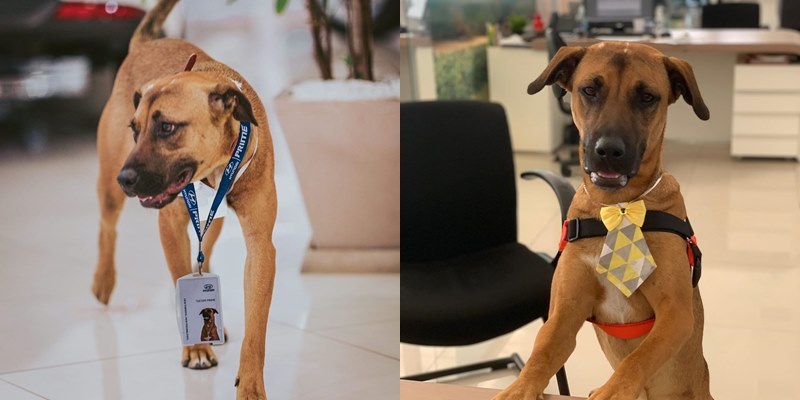  
Ngoại hình bảnh bao của chú chó rất được các khách hàng yêu mến. Ảnh: Instagram