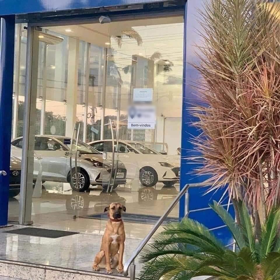  
Chẳng biết từ đâu tới, chú chó hàng ngày cứ ngồi trước cửa showroom xe như thế này. Ảnh: Tnews