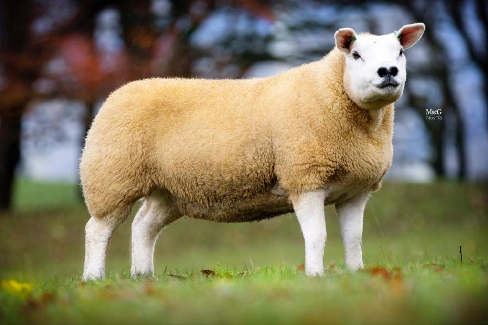  
Những chú cừu được đấu giá đều thuộc giống Texel. (Ảnh: The British Farmer)