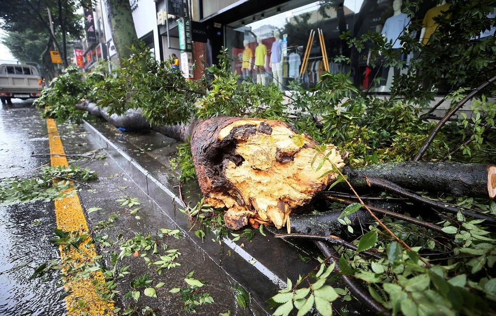 
Cây bị quật đổ sau khi bão Bavi đổ bộ vào đảo Jeju, Hàn Quốc vào ngày 26/8/2020. (Ảnh: Yonhap)