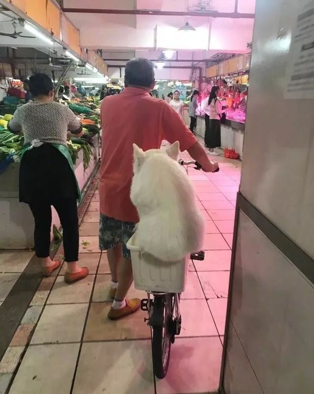  
Đã có ai thử chở thú cưng cùng đi chợ như ông chú này chưa (Ảnh: Weibo)