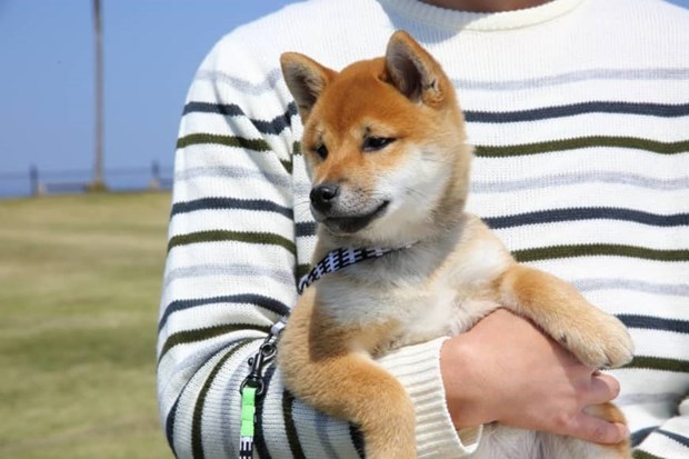  
Nhật Bản ghi nhận 2 thú cưng mắc nCoV đầu tiên. (Ảnh: TTXVN)