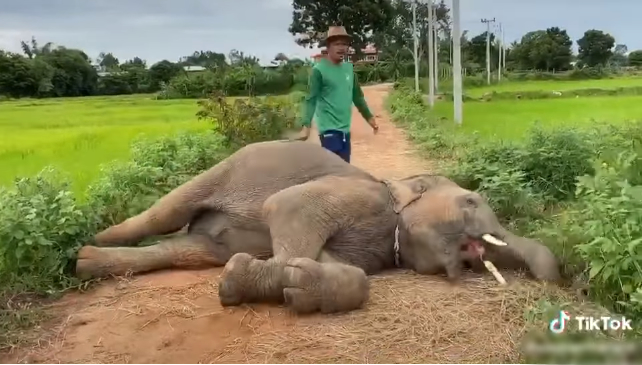  
Chú voi nằm dài ra đường, chắn hết cả lối đi nhưng nhất định không chịu đứng dậy. Ảnh: Chụp màn hình