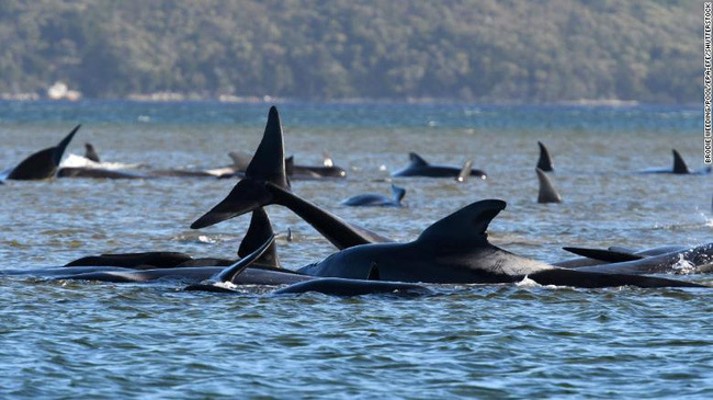 
Cá voi bị mắc cạn ở đảo Tasmania. (Ảnh: AP)