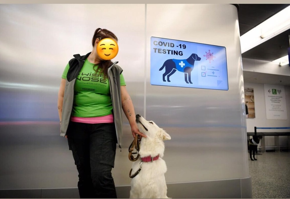  
Một trong số những con chó được huấn luyện để phát hiện người nhiễm Covid-19 tại sân bay Helsinki. (Ảnh: Reuters)