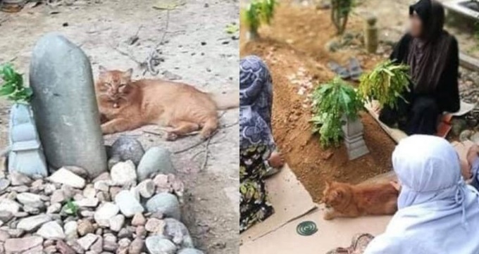  
Cô mèo Nana nằm bên mộ người chủ quá cố. (Ảnh: Facebook) 