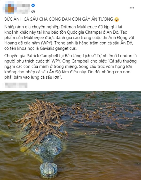  
Hình ảnh đàn cá sấu con leo lên lưng bố vượt sông được chia sẻ trên mạng xã hội. (Ảnh chụp màn hình) 