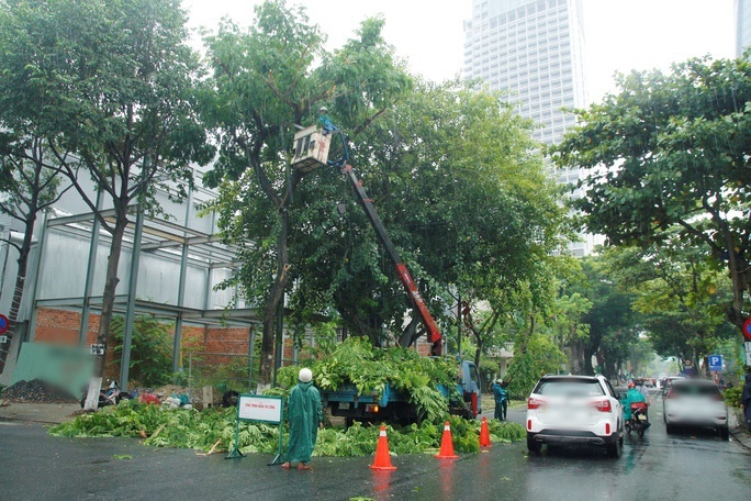 
Cây xanh trong thành phố được cắt tỉa đề phòng bị bão quật đổ. (Ảnh: Người Lao Động)