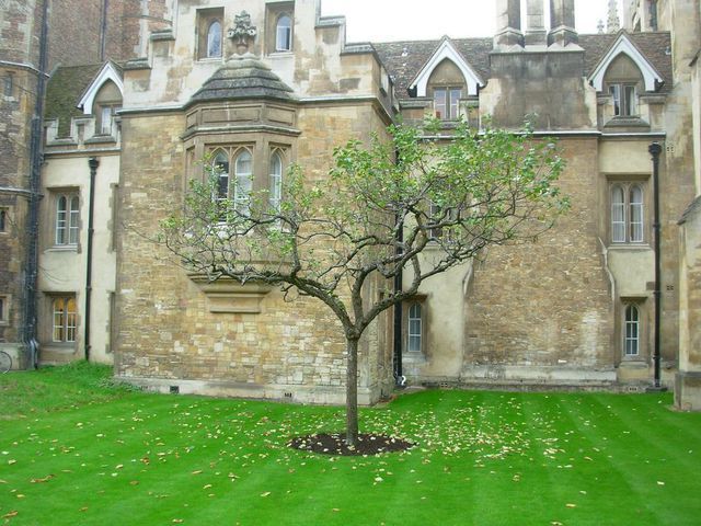  
Một "hậu duệ" của cây táo Newton tại Trinity College, Cambridge. (Ảnh: National Trust)