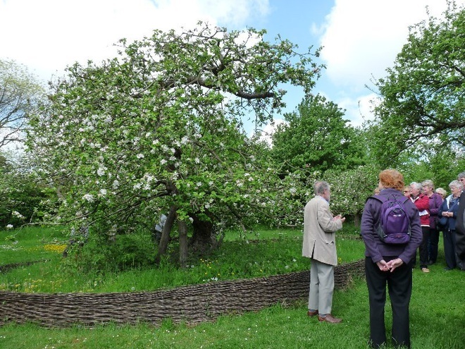  
Cây táo Newton hiện đang được chăm sóc bởi National Trust - tổ chức bảo tồn các di sản tự nhiên, kiến trúc lịch sử trên lãnh thổ Vương quốc Anh. (Ảnh: Atlasobcura)