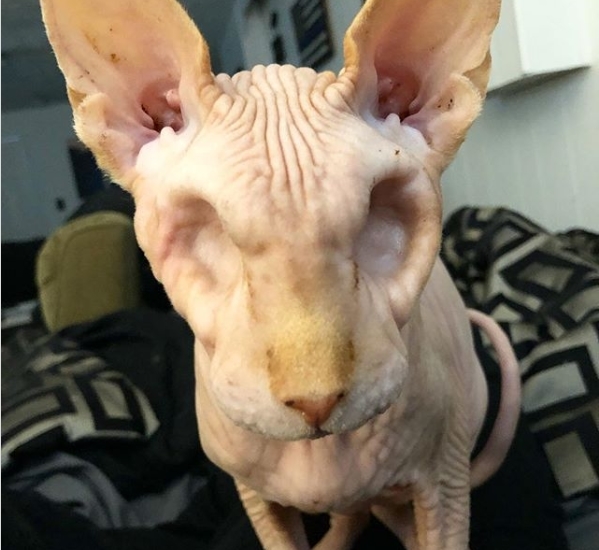 5 Sự thật thú vị về mèo Ai Cập mèo Sphynx không lông