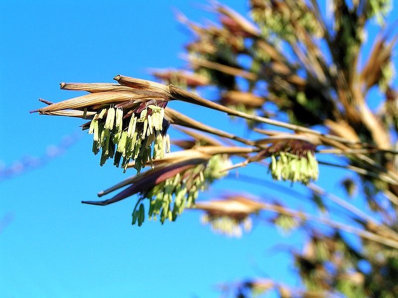  
Thông thường, tre chỉ nở hoa khi đã có tuổi đời gần 100 năm. Và khi nở, hoa tre thường bung ra thành từng chùm có màu vàng nhạt khá đẹp mắt. Tuy nhiên, tùy theo từng loài, màu sắc của hoa tre cũng có thể thay đổi khác nhau. Nguồn ảnh: Bambubatu.