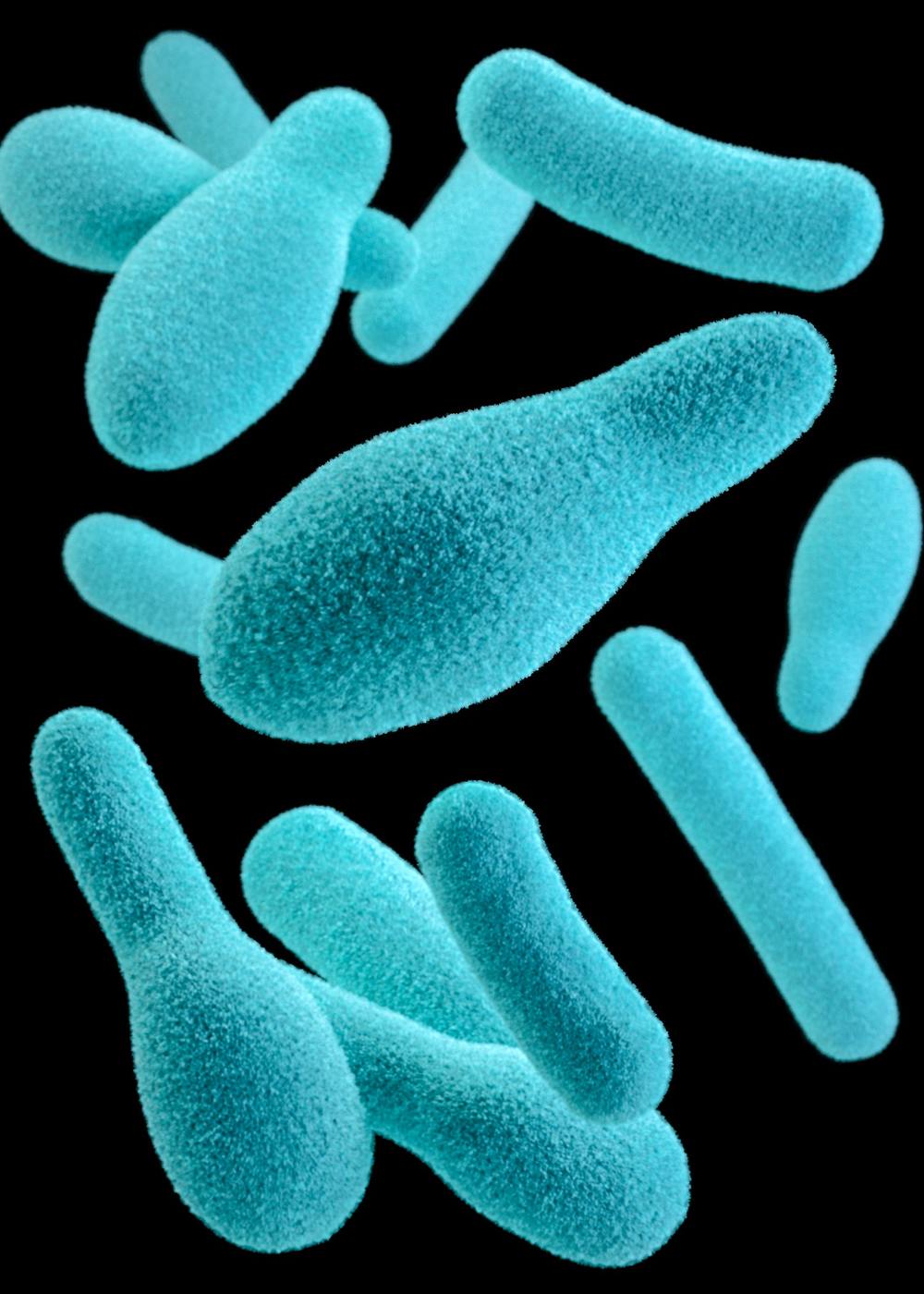  
Hình ảnh 3D của vi khuẩn Clostridium botulinum. (Ảnh: CDC).
