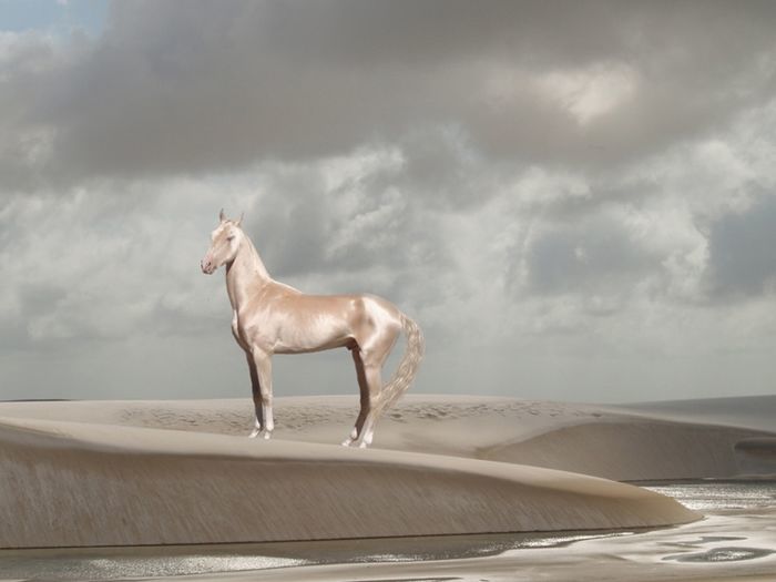  
Với nhiều người, loài ngựa đặc biệt này không chỉ thu hút ánh nhìn ở vẻ bề ngoài long lanh cùng hình thể uy nghiêm mà chúng còn đẹp từ đầu đến chân.