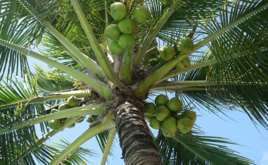 
Leo lên cây hái dừa dễ gặp tai nạn té ngã nếu không cẩn thận. Ảnh: Agriculture.