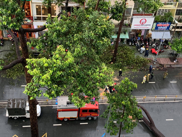 
Cây xanh bị đổ trên đường Nguyễn Tri Phương. (Ảnh: Tuổi Trẻ)