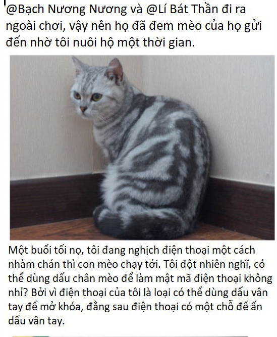  
 
Chú mèo vô tội bị cuốn vào "phong ba" (Ảnh Weibo)