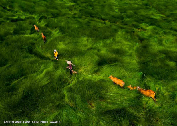  
Tác phẩm Cross the field (Băng qua đồng) ghi lại hình ảnh hai mẹ con dẫn đàn bò băng qua đồng cỏ về nhà sau một ngày làm việc, đáng chú ý là những đợt lúa nghiêng theo chiều gió sóng sánh như nước biển.