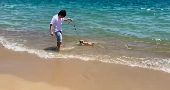  
Ăn xong anh dẫn cún cưng đi dạo ở bờ biển. (Ảnh: Chụp màn hình)