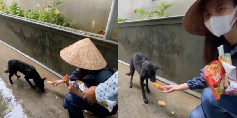 
Dù trời mưa nhưng giọng ca Sao anh không ăn vẫn chịu khó ngồi lại để lo cho chú chó xa lạ này. (Ảnh: Chụp màn hình) - Tin sao Viet - Tin tuc sao Viet - Scandal sao Viet - Tin tuc cua Sao - Tin cua Sao