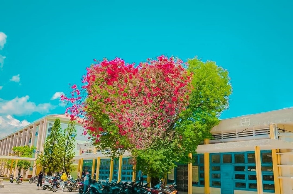  
Trông cây hoa giấy đẹp lãng mạn không kém gì trong các bộ phim Hàn Quốc (Ảnh: Fanpage Đại học Quy Nhơn)