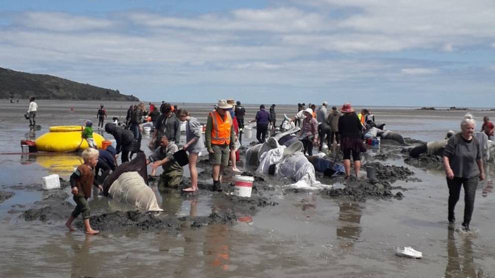  
Hàng chục con cá voi bị mắc cạn tại New Zealand. (Ảnh: CNA)
