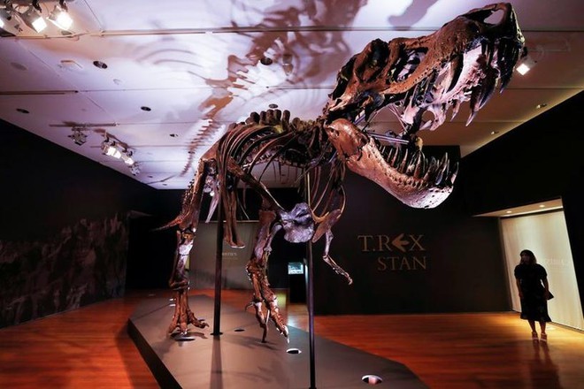 
Toàn cảnh bộ hóa thạch khủng long bạo chúa hoàn chỉnh nhất thế giới. (Ảnh: AFP)