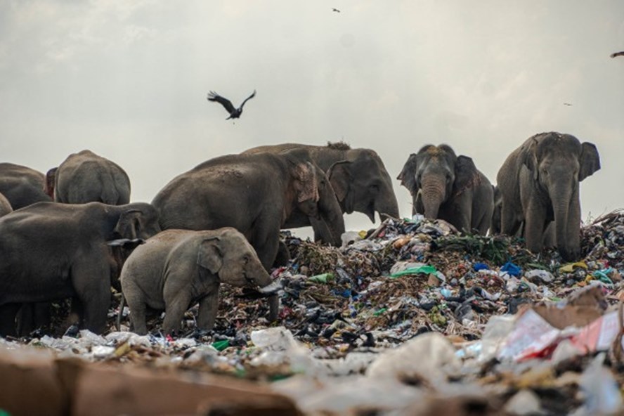  
Những con voi đang tìm thức ăn trên bãi rác ở Ampara, Sri Lanka. (Ảnh: NY Post)