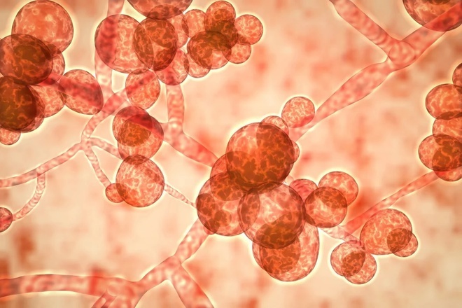 
Candida auris là một loại nấm kháng thuốc có khả năng gây viêm nhiễm nặng. (Ảnh: Shutterstock)