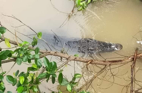  
Một chú cá sấu được phát hiện tại Đồng Tháp cách đây không lâu. (Ảnh: Vietnamnet)