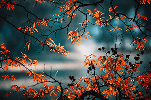  
Bức ảnh mang hơi thở mùa thu của Quang Le. (Ảnh: Long Quang Le)