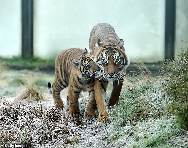  
Hổ Sumatra là động vật cần được bảo tồn, không được phép nuôi tư nhân. (Ảnh: Daily Mail)